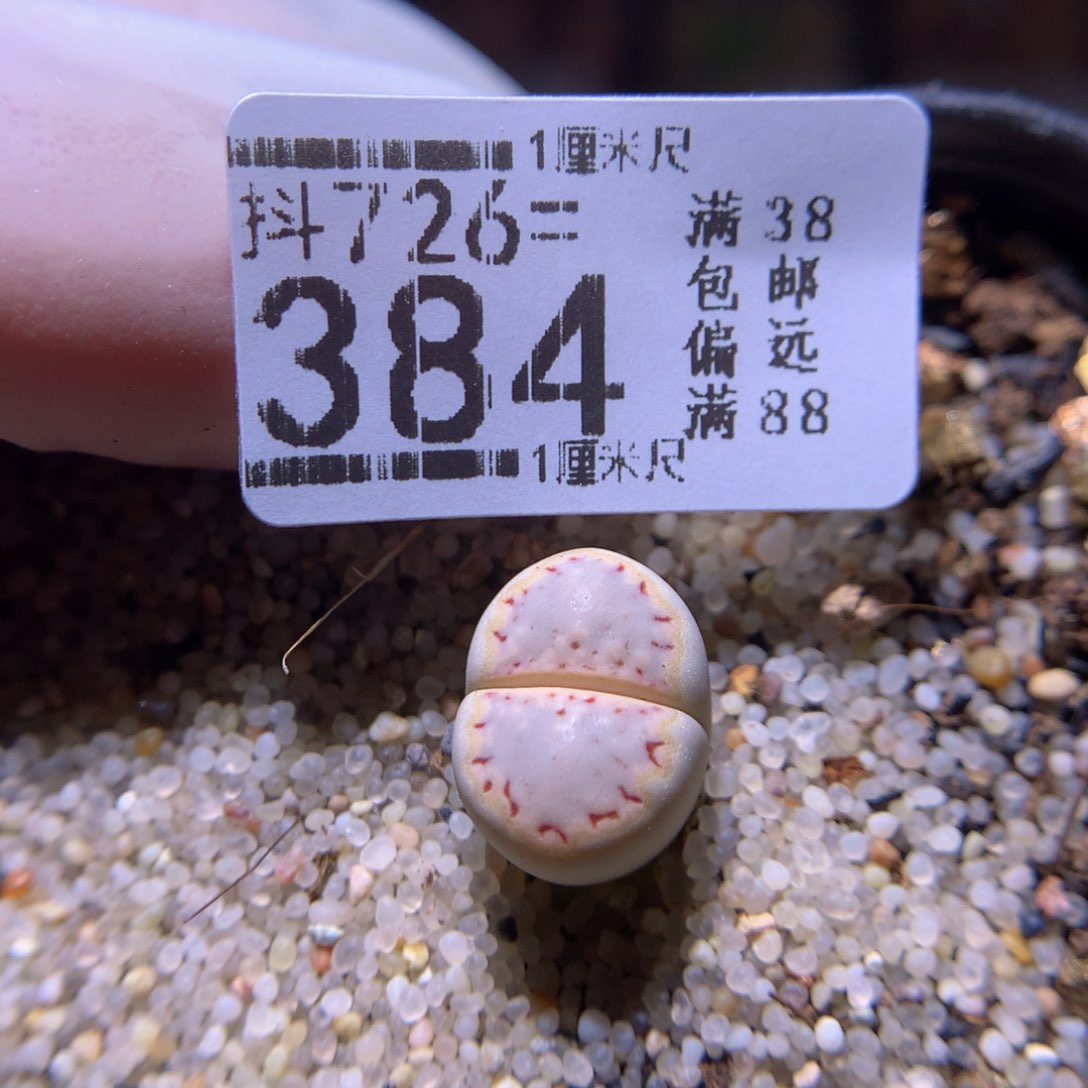精品生石花726.384