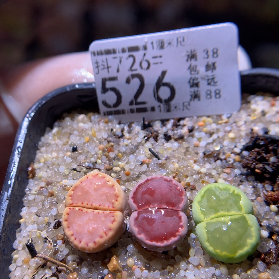 精品生石花726.526