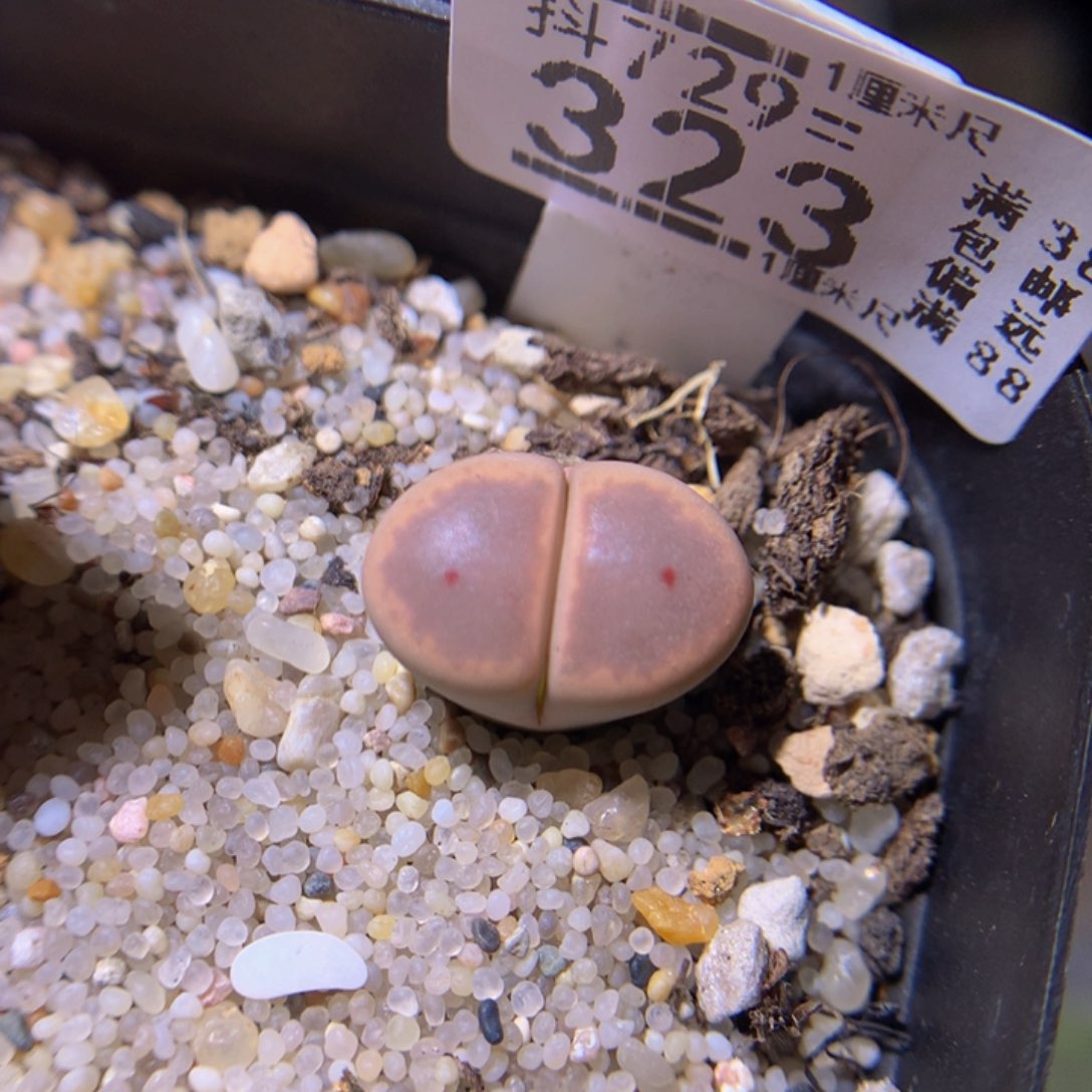 精品生石花729.323
