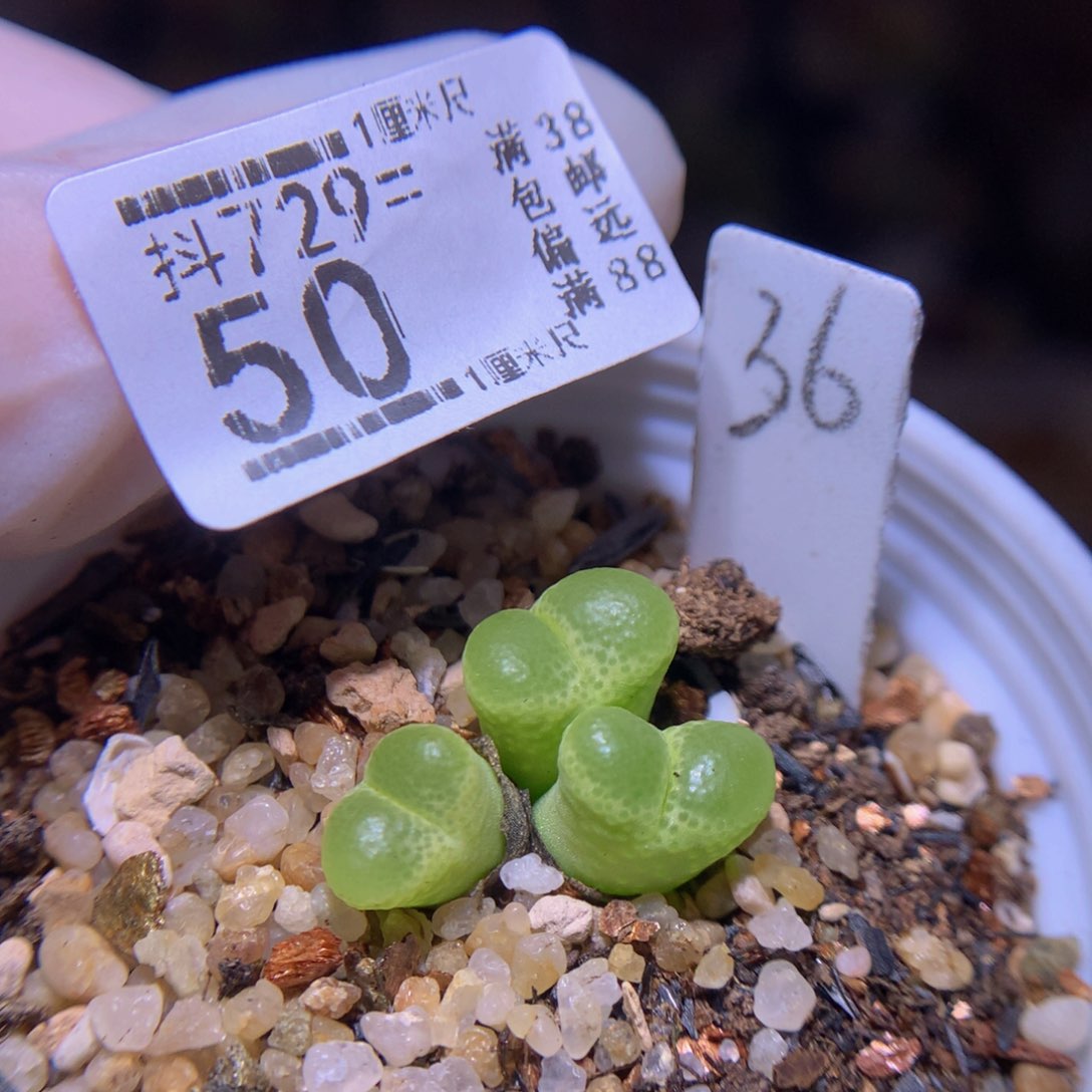 精品生石花729.50