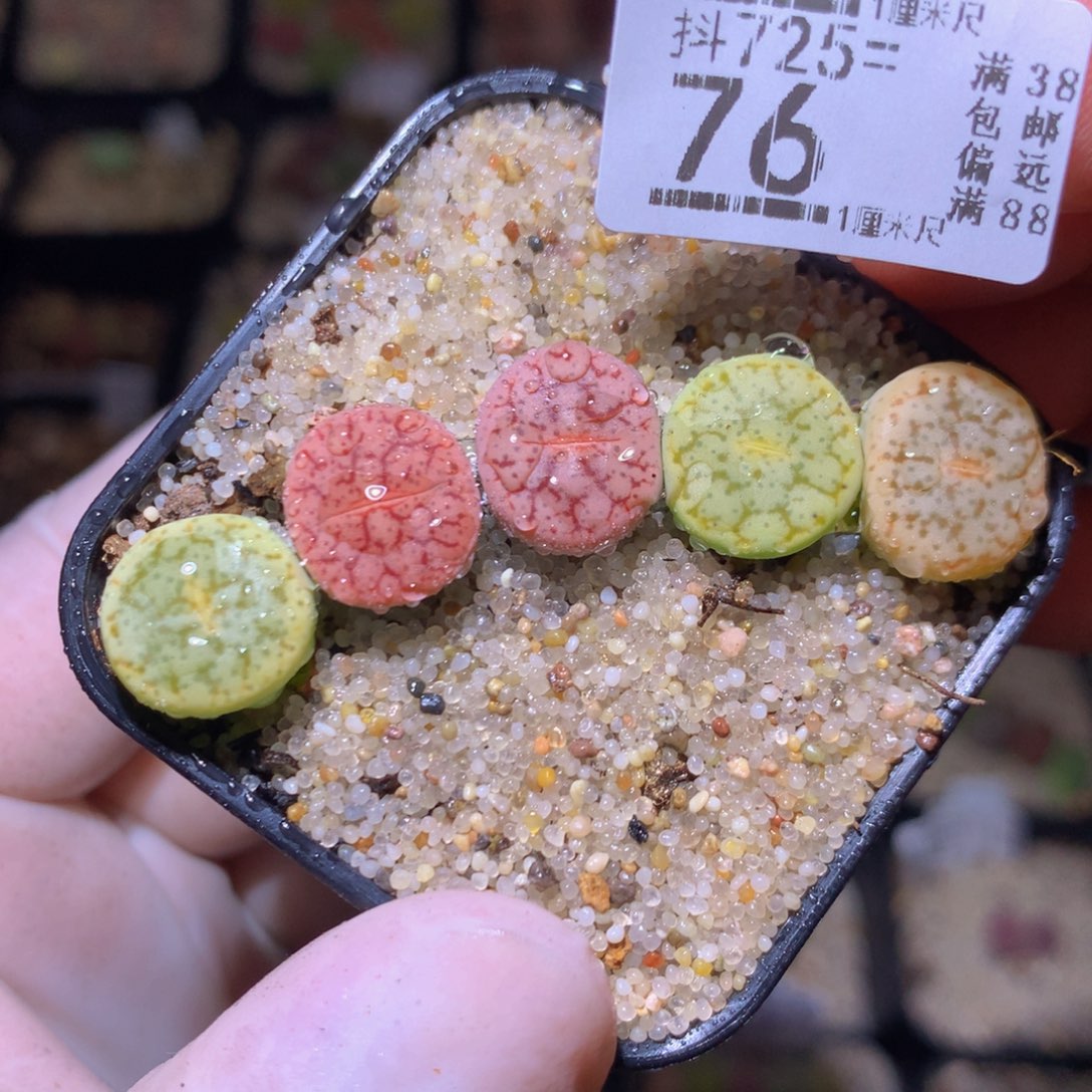 精品生石花725.76