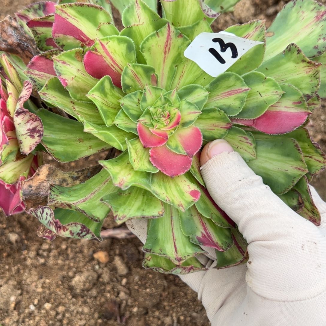 13知否无根多肉卸崽多肉植物山东发