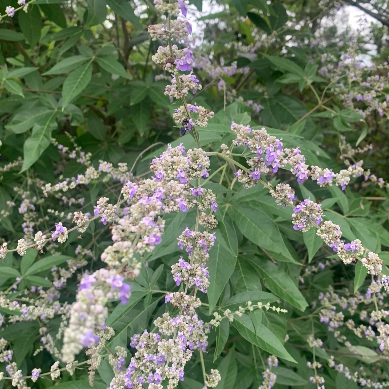 黄荆盆景 黄荆老桩绿植 花卉绿植 一物一拍