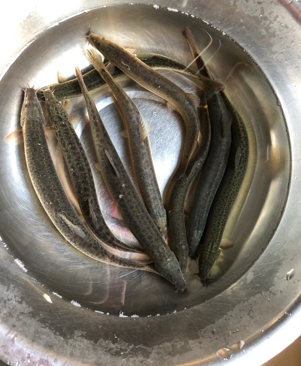 野生泥鳅(圆鳅）青鳅，包野包活，不野赔命。