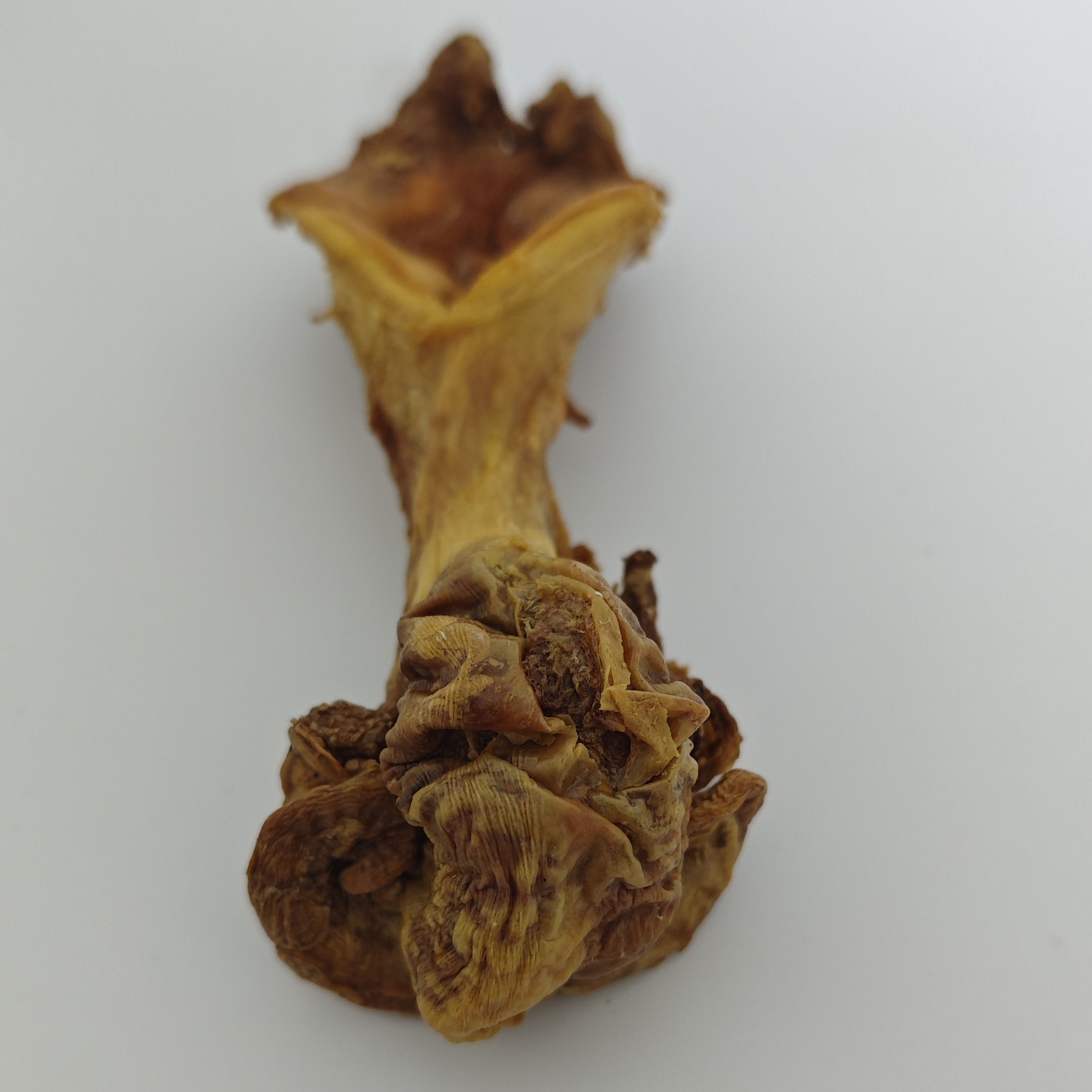 鹿胎素 原料 50天 胎盘 子宫 卵巢 整只 长白山 梅花鹿 吉林鹿乡