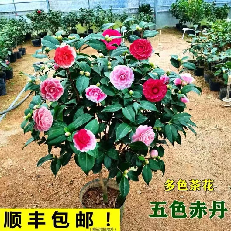 五色赤丹一树开多色茶花盆栽阳台庭院室内外适合种植花卉绿植盆栽