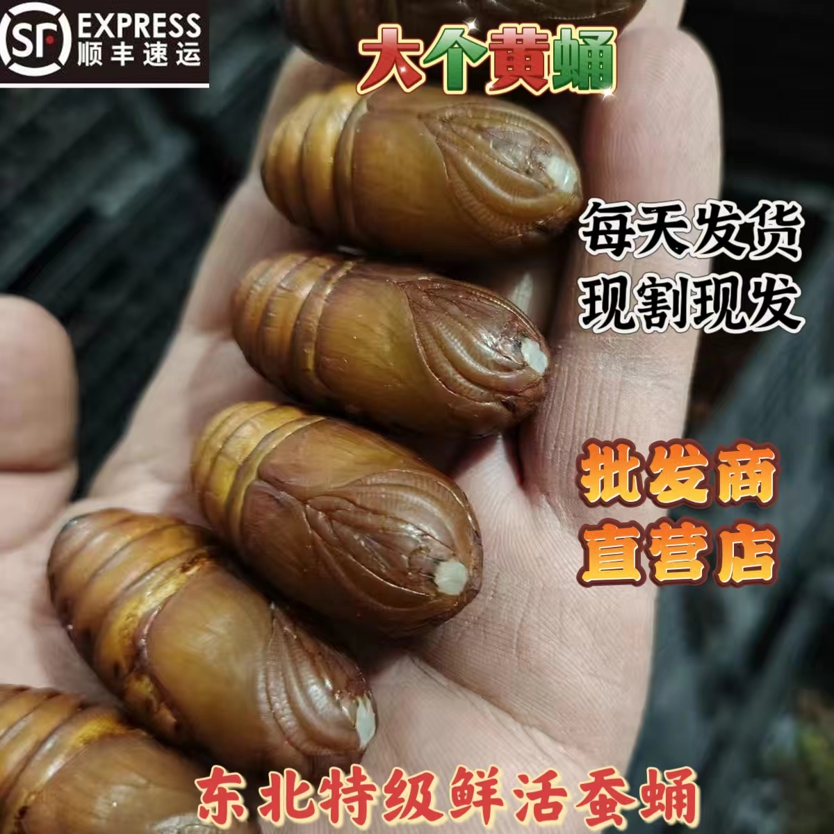 东北特产茧蛹大黄建勇新鲜活蚕蛹鲜活野生柞蚕蛹大黄蛹大黑蛹顺丰