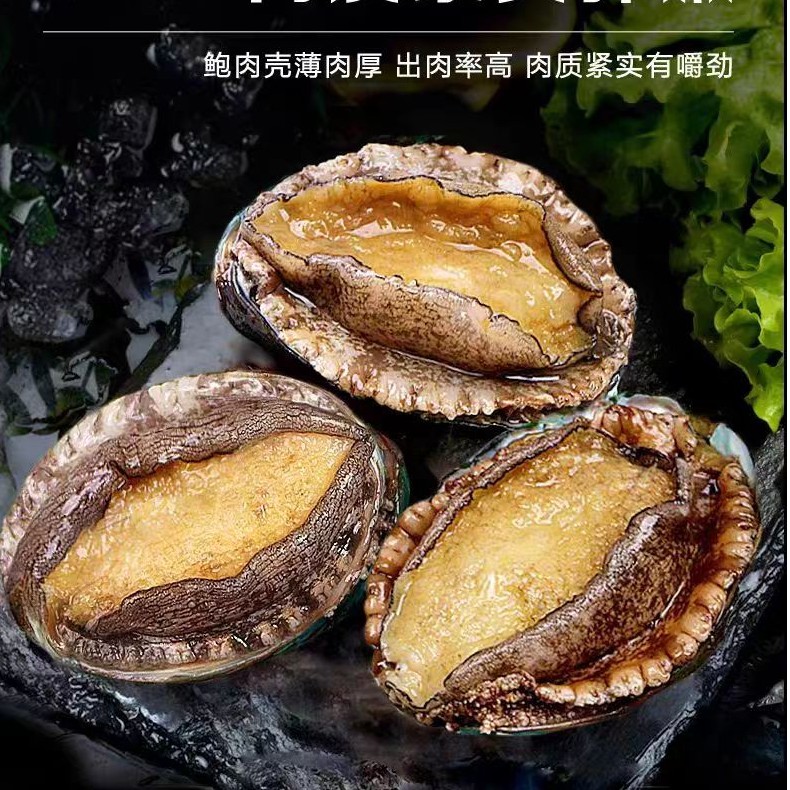活鲍捕捞12头规格鲍鱼到手10只速冻发货新鲜送礼
