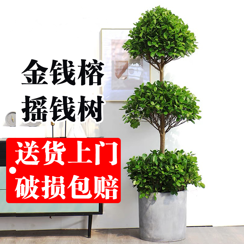 金钱榕盆栽摇钱树室内客厅大型四季常青植物开业乔迁送礼好养绿植