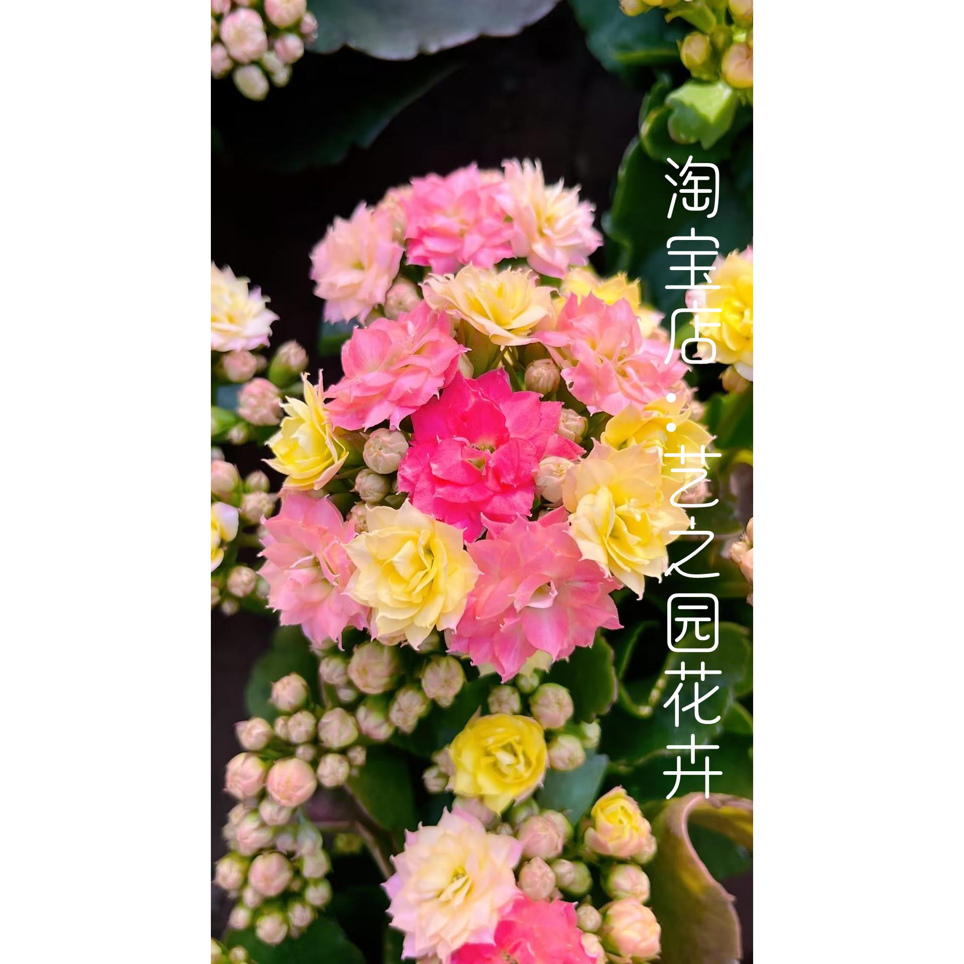 变色龙长寿花盆栽带花苞奶油双色复色外星人大花重瓣长寿花四季开