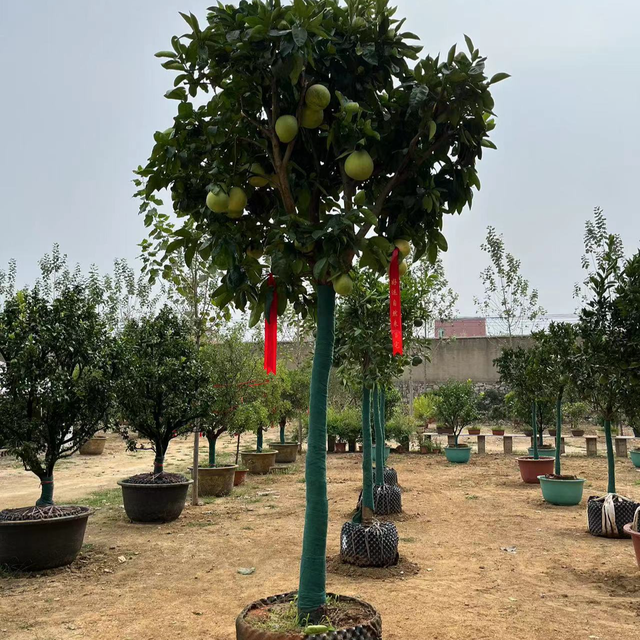 邑盛苗花园植物     一物一拍