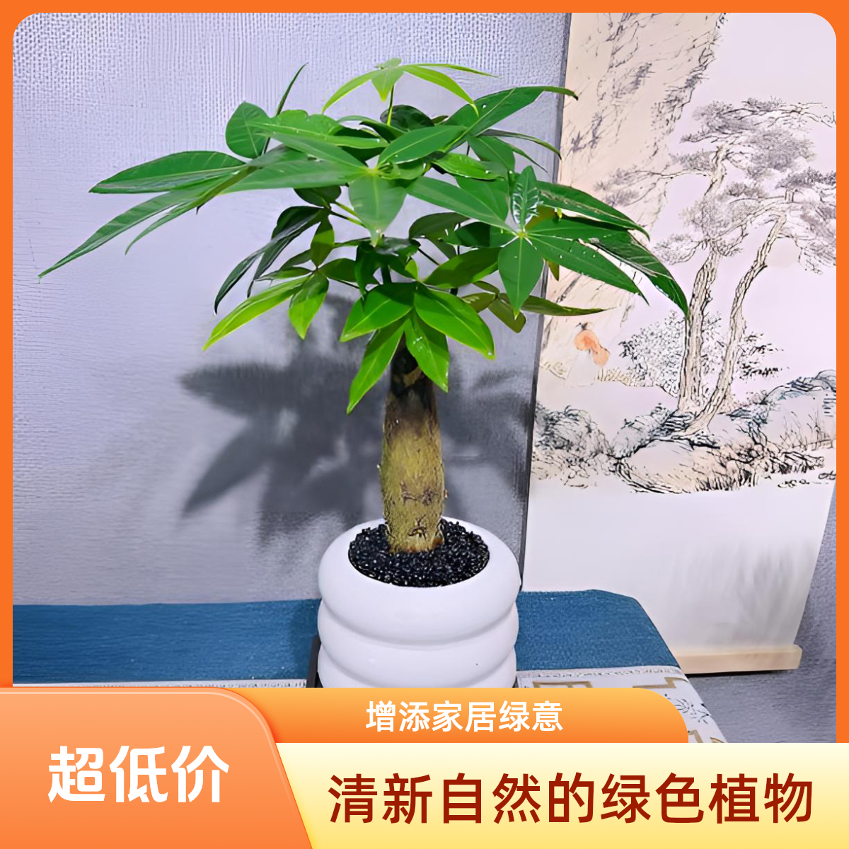 发财树小盆栽室内好养耐旱客厅卧室办公室桌面高档美观大气绿植盆