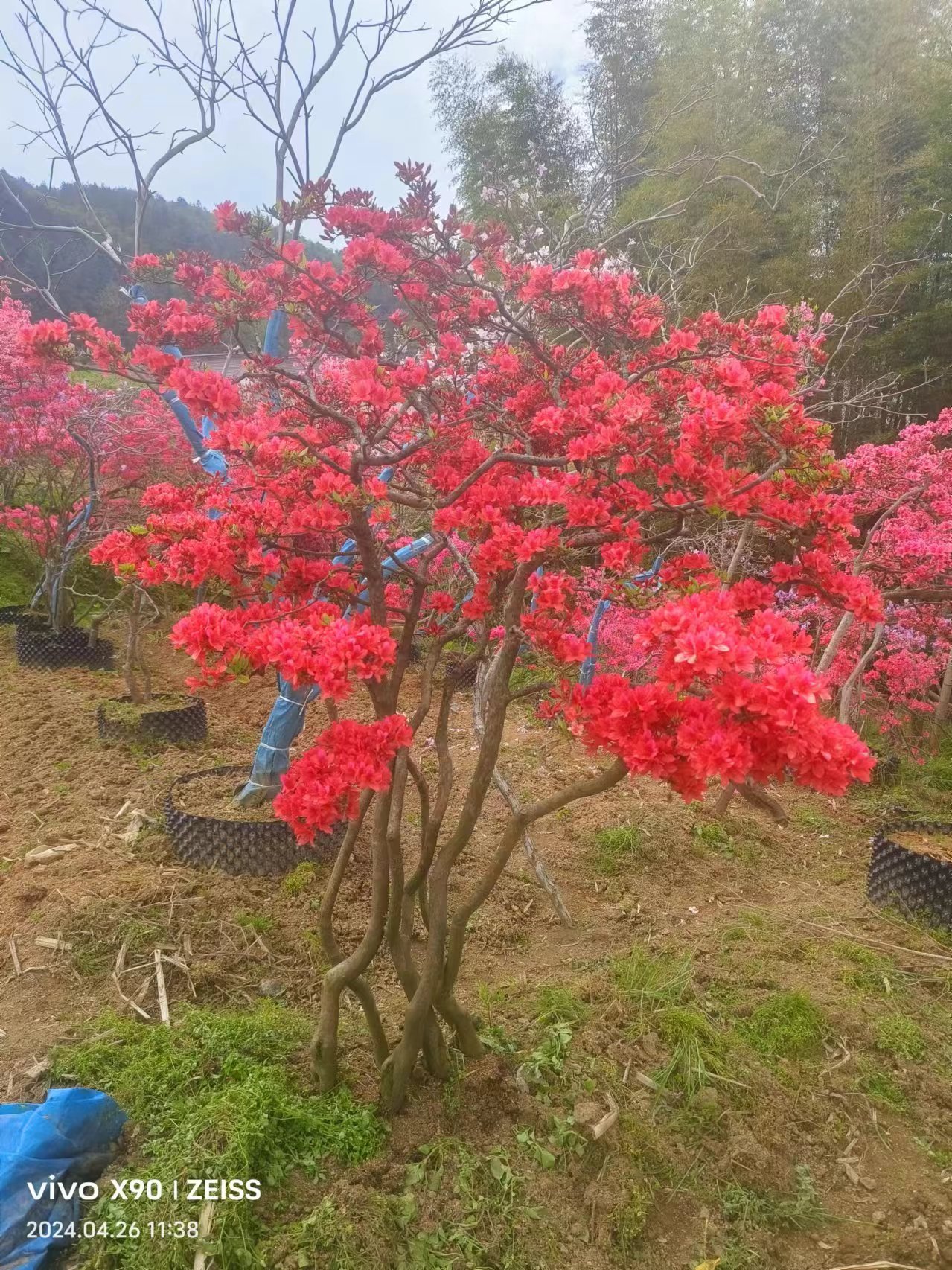 高山全冠，一物一拍，地栽四年以上的熟桩
