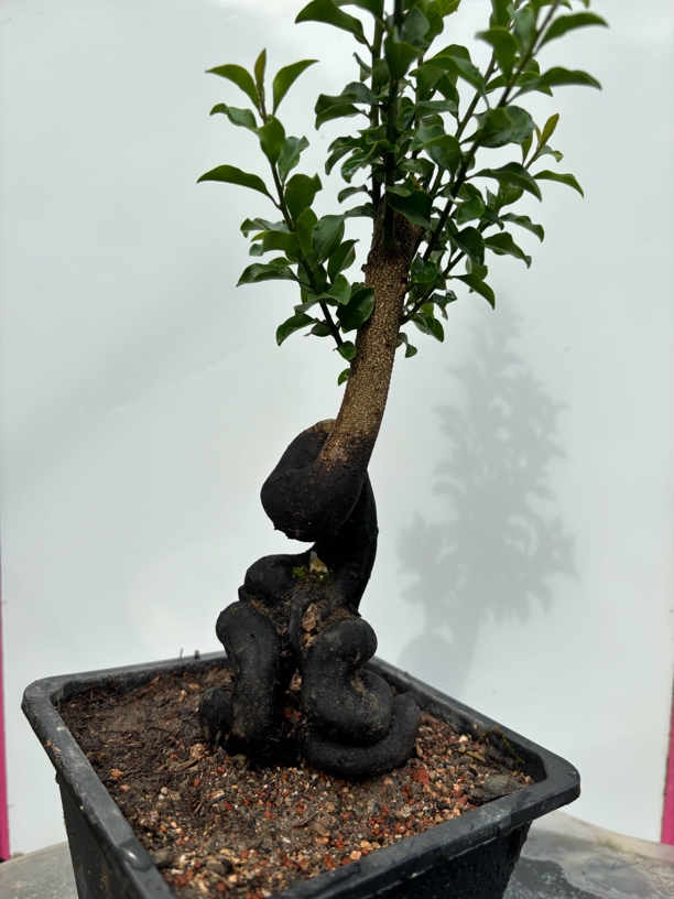 老鸭柿子树盆景金弹子老桩盆栽带果观果盆景树苗可挂果有嫁接枝条