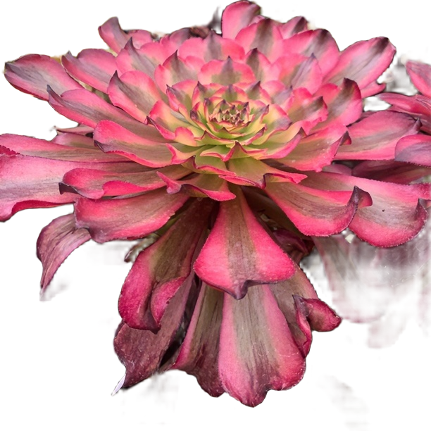 美姬变异皱叶锦、出砍头苗多肉植物黄色