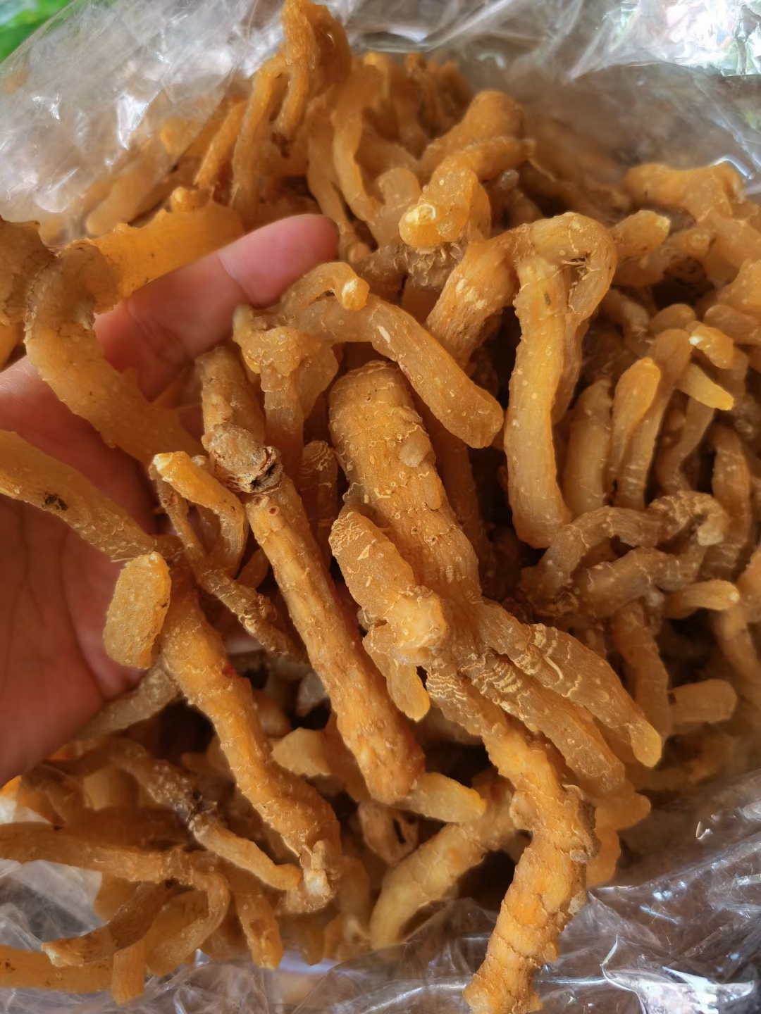 阳山本地玉竹条 玉竹片500g