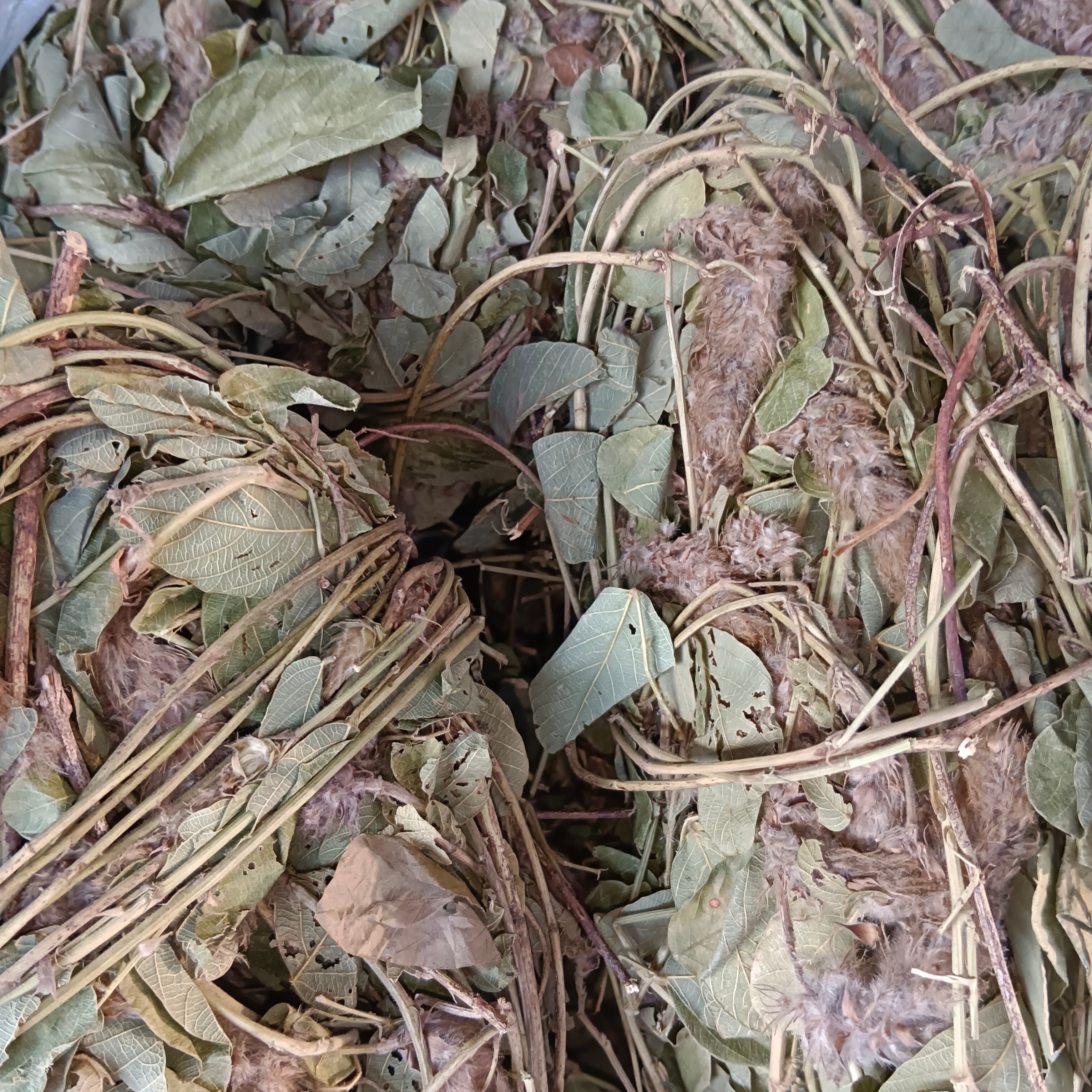 广东狸尾草粤北山区山货狸尾草