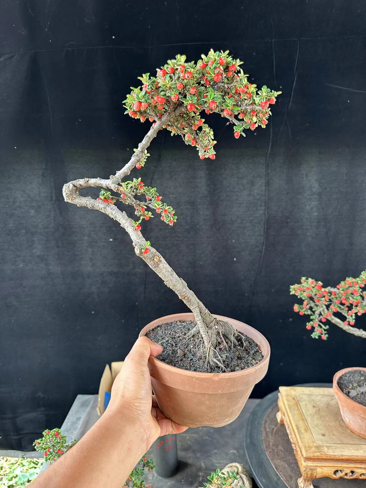 栒子盆景下单链接