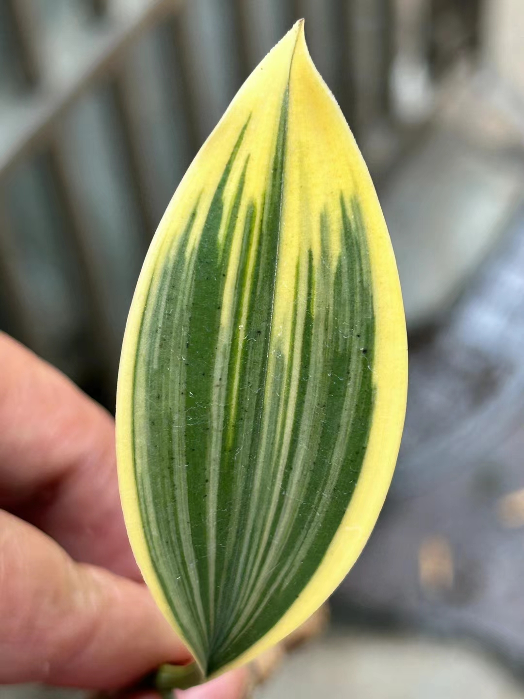 兔儿兰，一物一拍，下之前联系客服