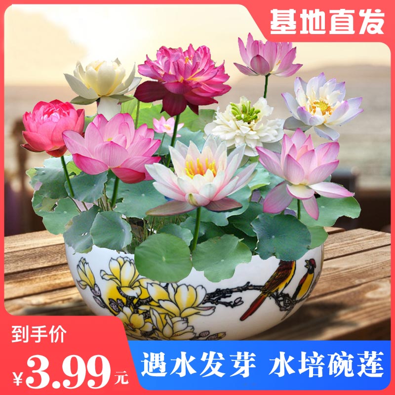 3.99元2包【碗莲种子】半土半水睡莲花好养籽水培荷花盆栽客厅四季