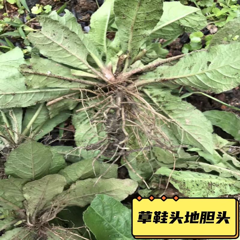 新鲜地胆头整棵发货湿品干品