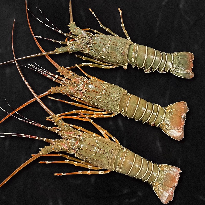 青龙龙虾新鲜肉质饱满单只300-3500g/只