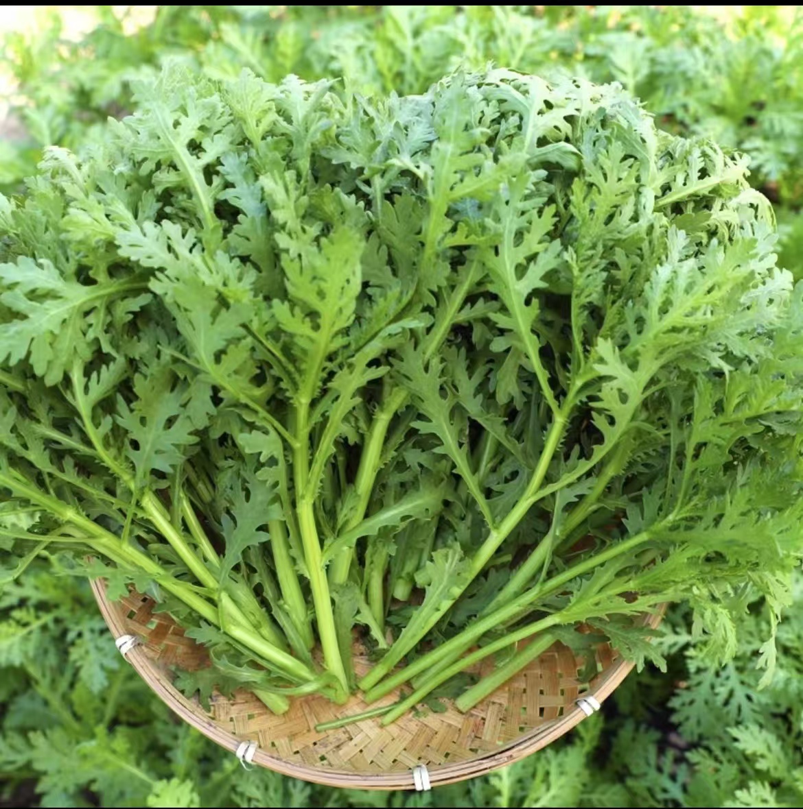 【现摘现发】农家自种脆嫩新鲜现割茼蒿皇帝菜脆嫩新鲜火锅青菜