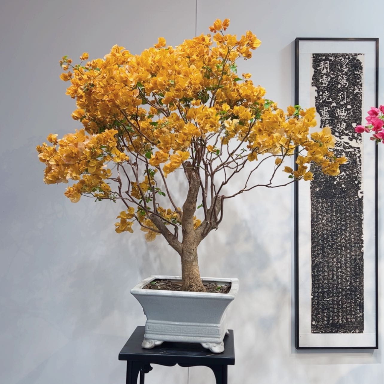 【闪购商品】用****3加州黄三角梅