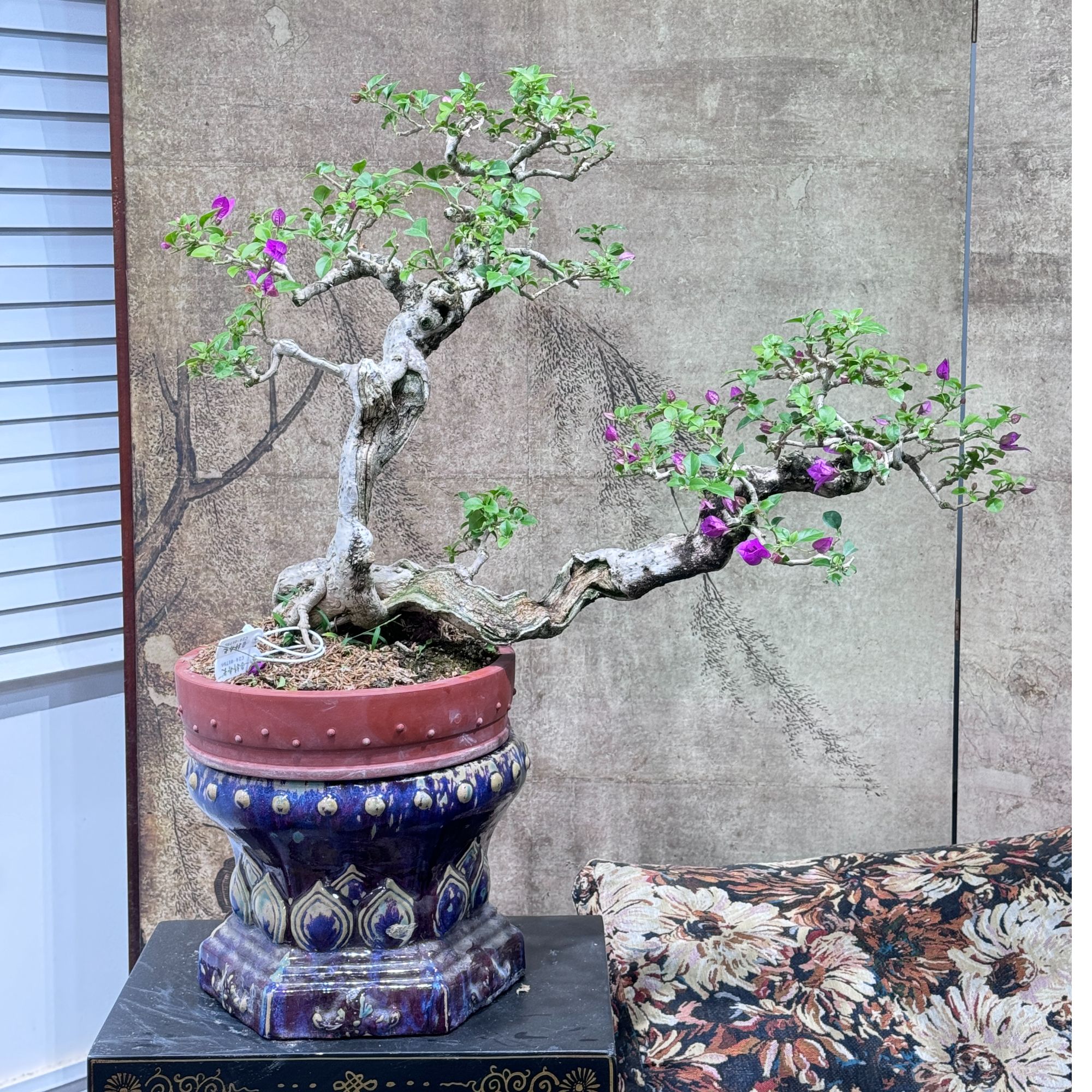 精品三角梅年工枝爪小叶紫