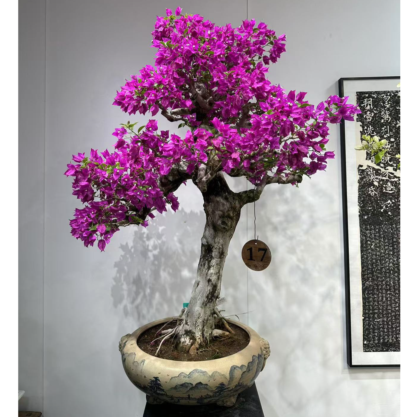 三角梅文人指爪老桩