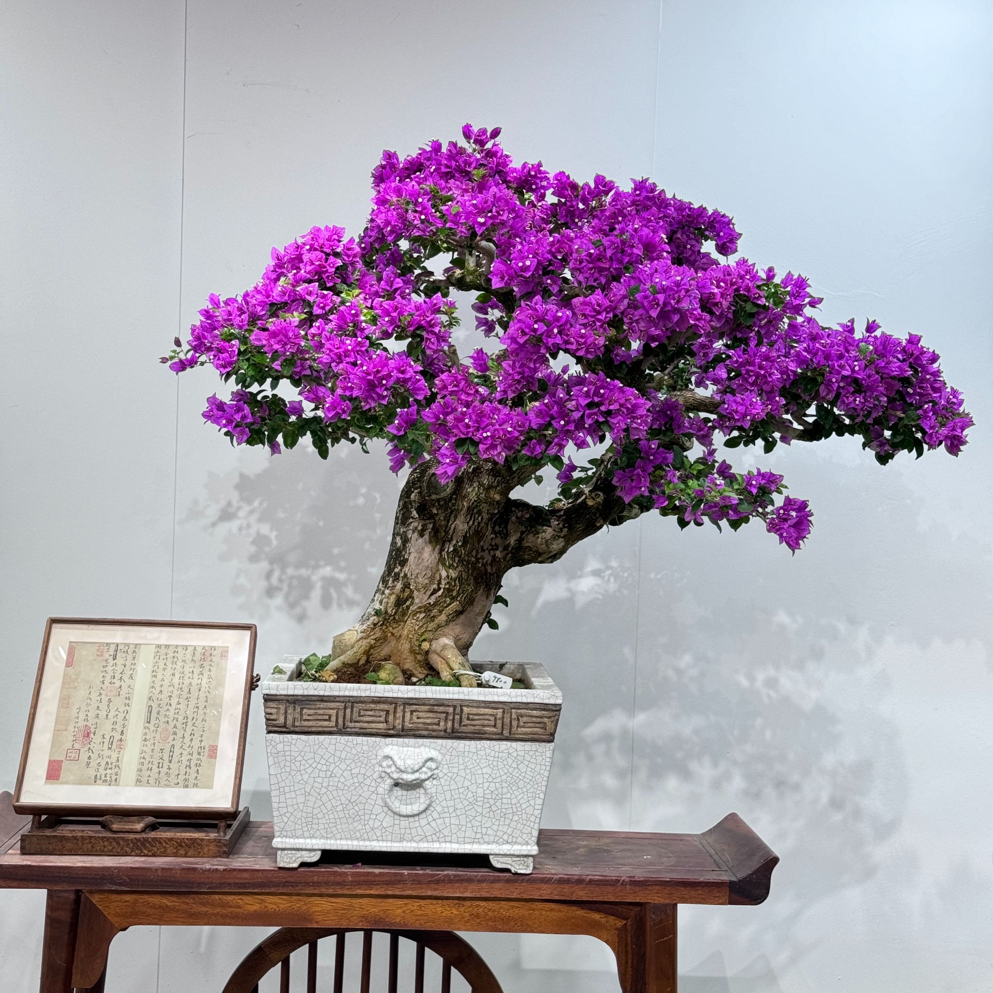 三角梅精品老桩小叶紫