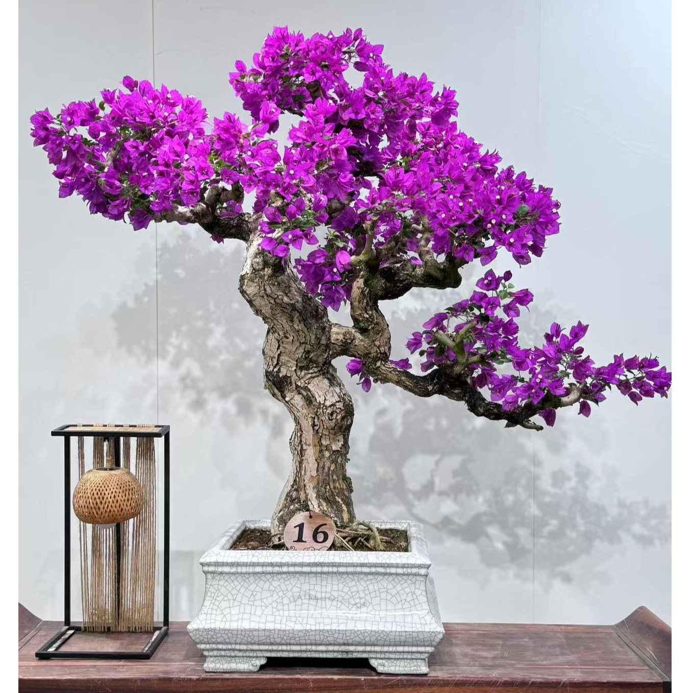 三角梅小叶紫枝爪老桩