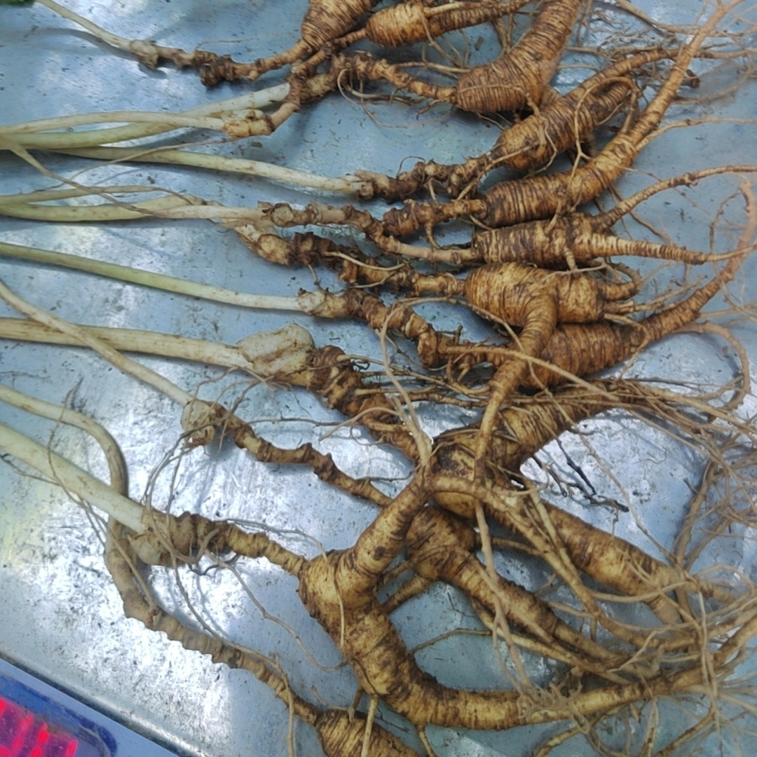 长白山林下参鲜参老残吃货参