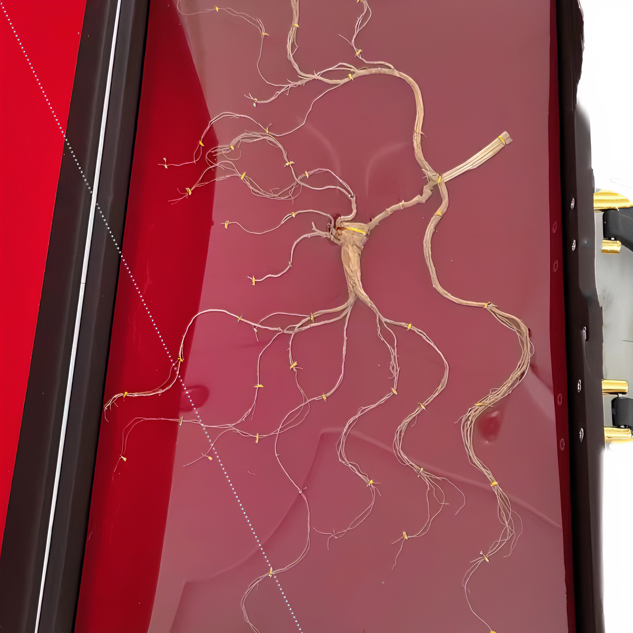 林下参干参礼盒装