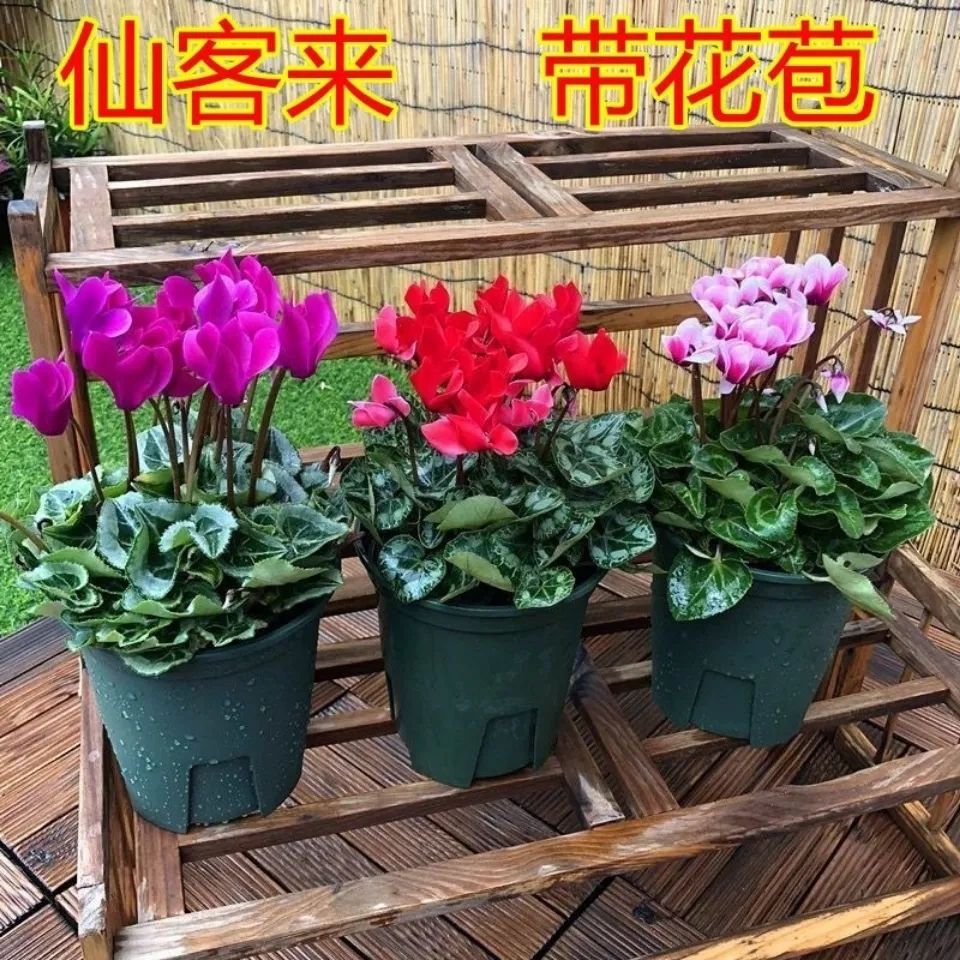 仙客来四季开花好养包邮