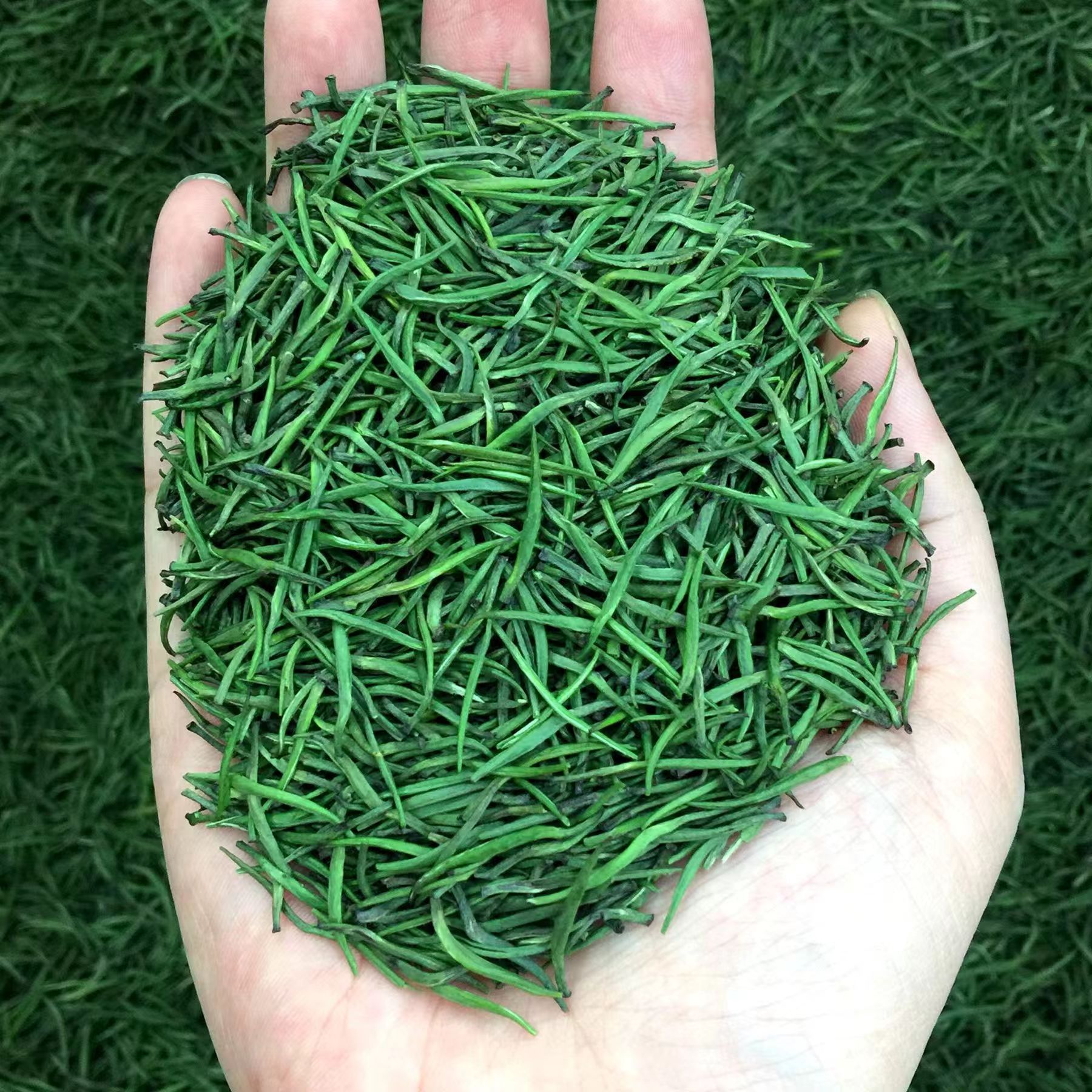 茶叶雀舌#青针米芽165#黔湄601茶树#袋装/罐装#多规格