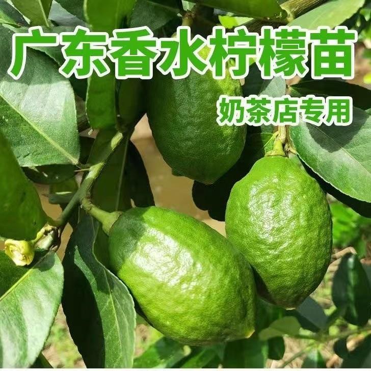 柠檬苗/广东香水柠檬苗/扦插当年结果开花结果/柠檬苗批发/柠檬水