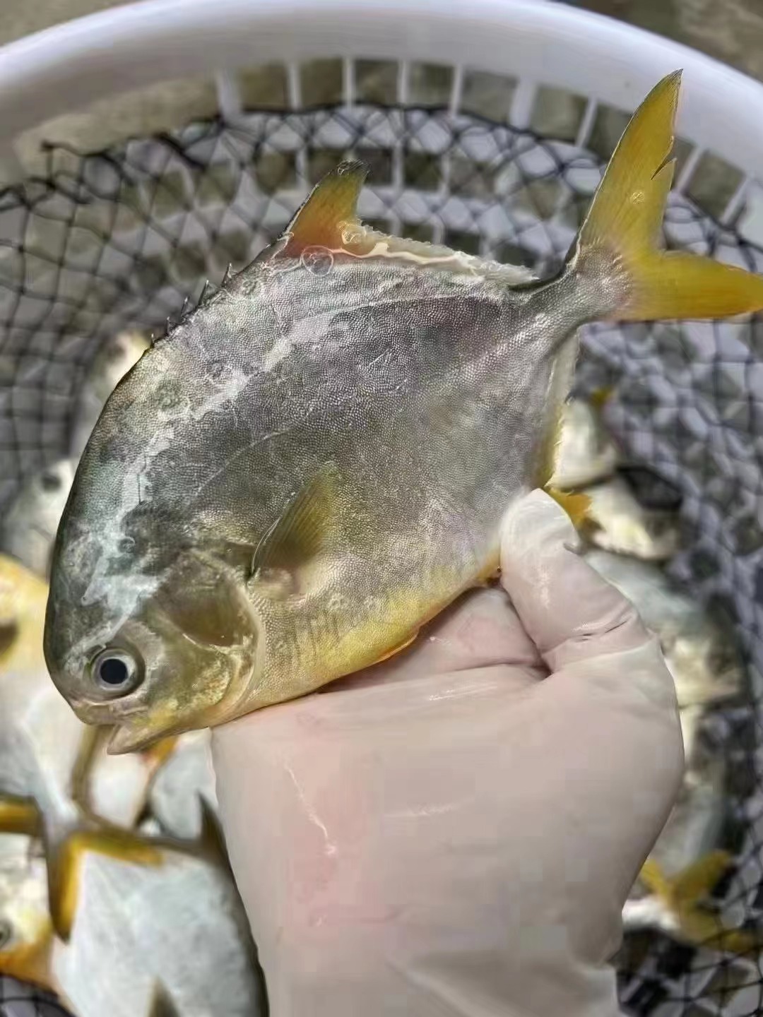 3斤包邮 小金昌 肉质鲜美 包洗杀