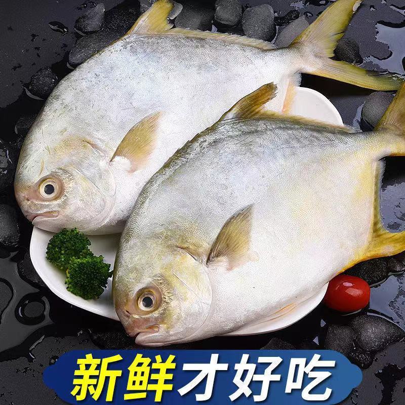 3条金昌超大大金昌新鲜一斤左右包邮