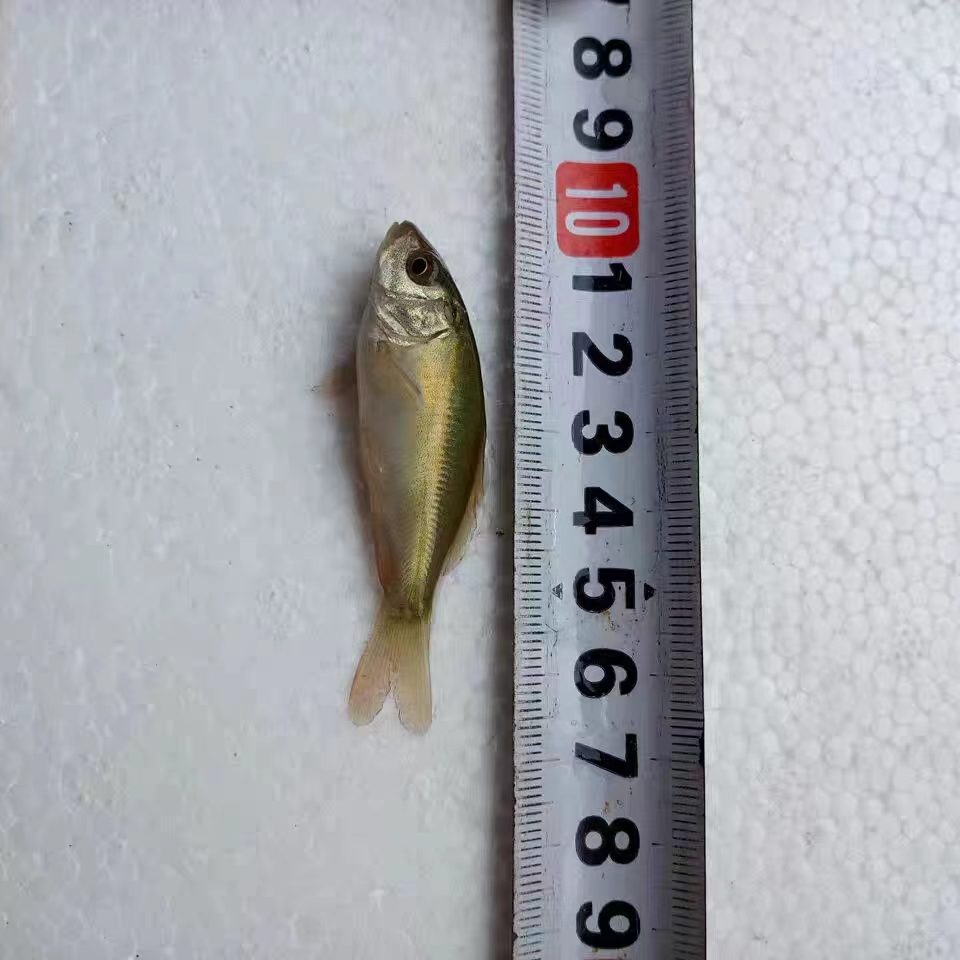 正宗裸鲤鱼苗无甲鲤鱼裸斑鱼苗三道鳞鱼苗淡水养殖食用鱼