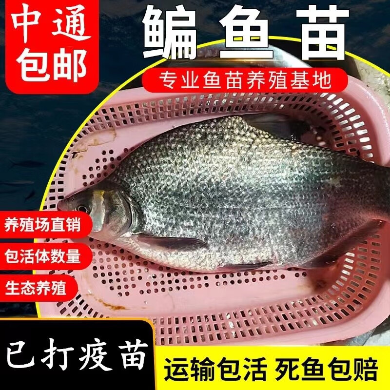 淡水鳊鱼苗三角鲂鱼团头鲂三角边活体沙边鱼养殖冷水鱼