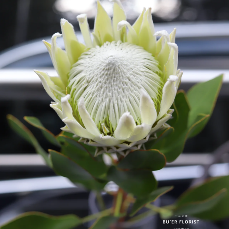 ·前天花卉·进口帝王花鲜切花   Imperial flowers