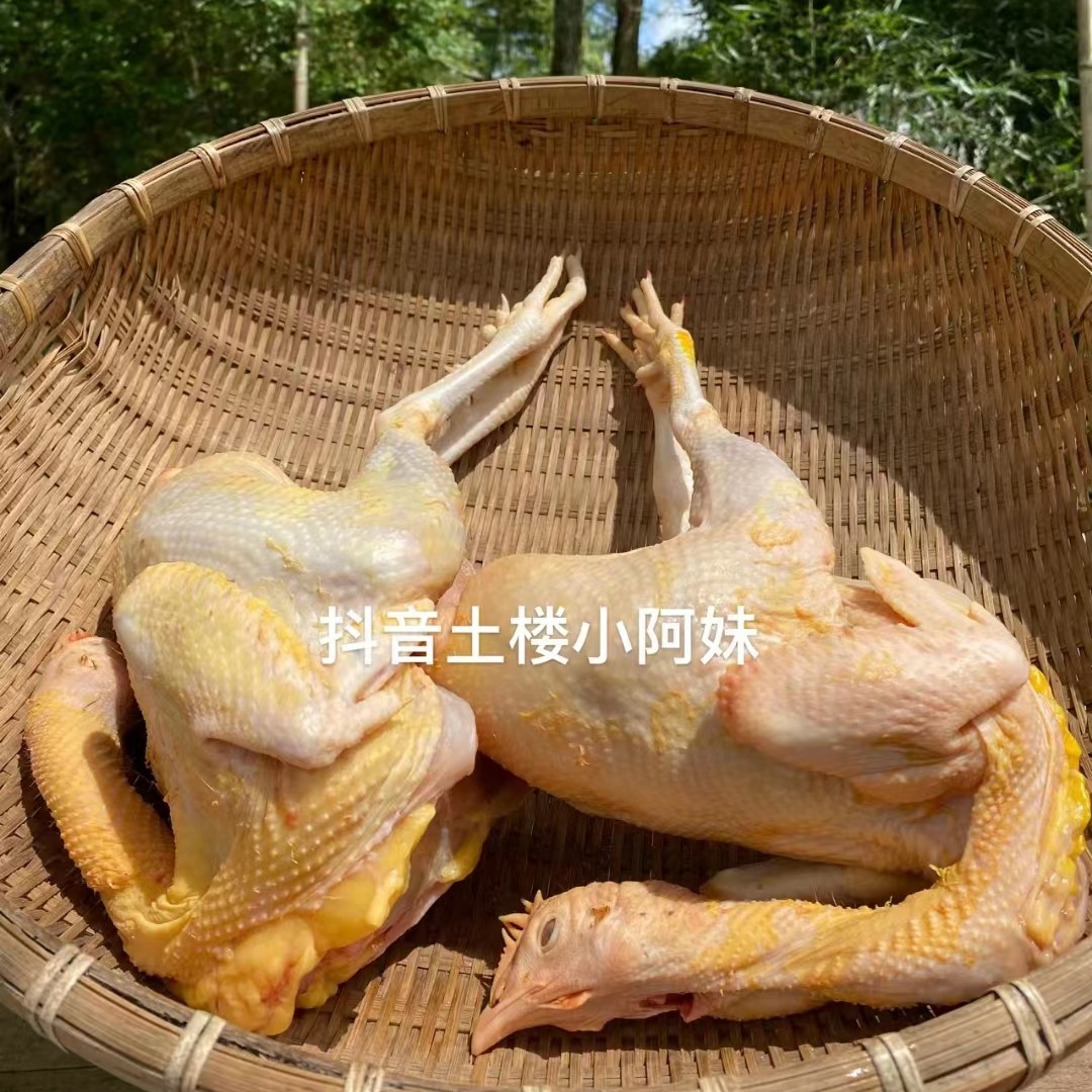{土楼小阿妹} 农家散养鸡 小母鸡 500g营养食用正宗农村土鸡