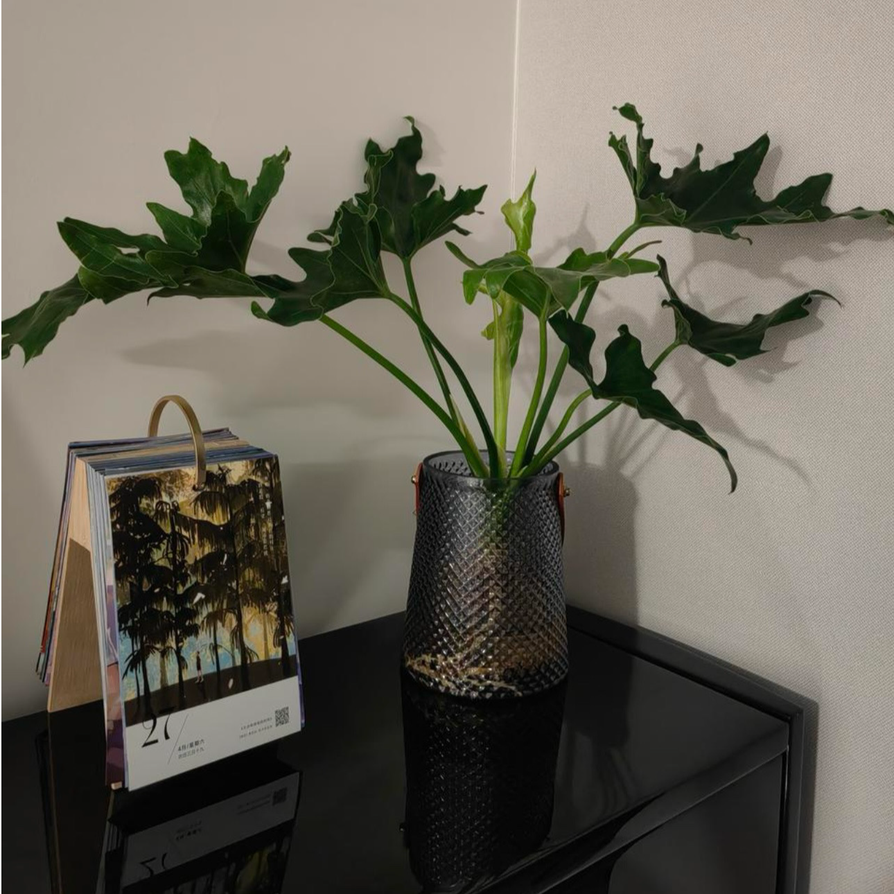 【绿植养猪场】龙鳞春羽四季常青室内室外简单养活水培土培盆栽独特