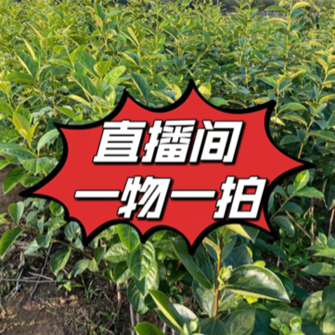 一物一拍-基地直发盆栽