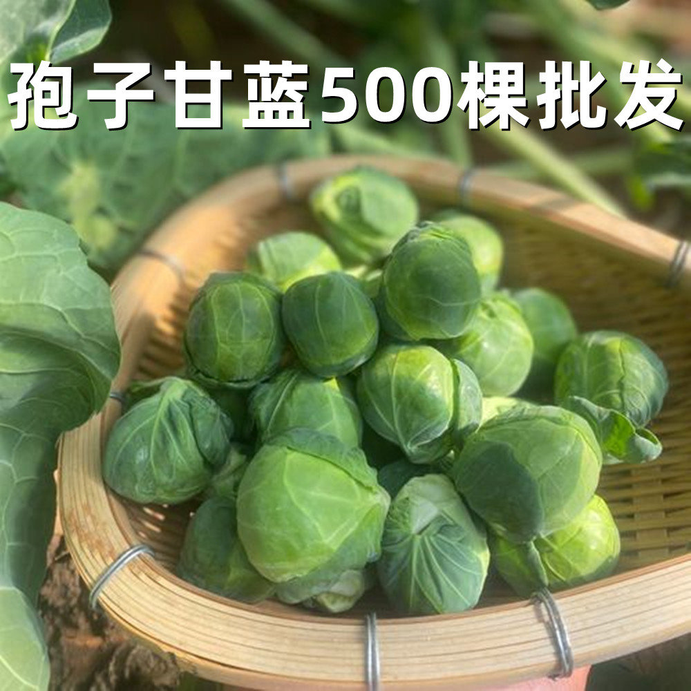  孢子甘蓝秧苗带土小圆白菜秧苗秋冬甘蓝包头菜批发秧苗