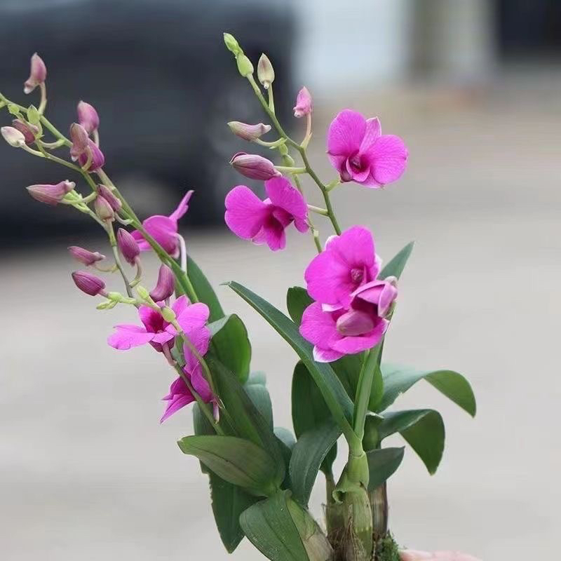 云南石斛花卉（一物一拍）