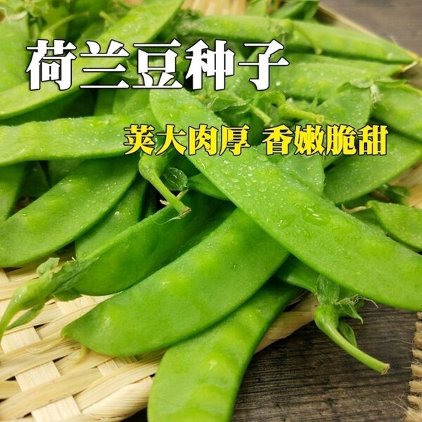 【矮生双花双荚荷兰豆种子】菜甜菜豌豆种四季蔬菜种青豆种子