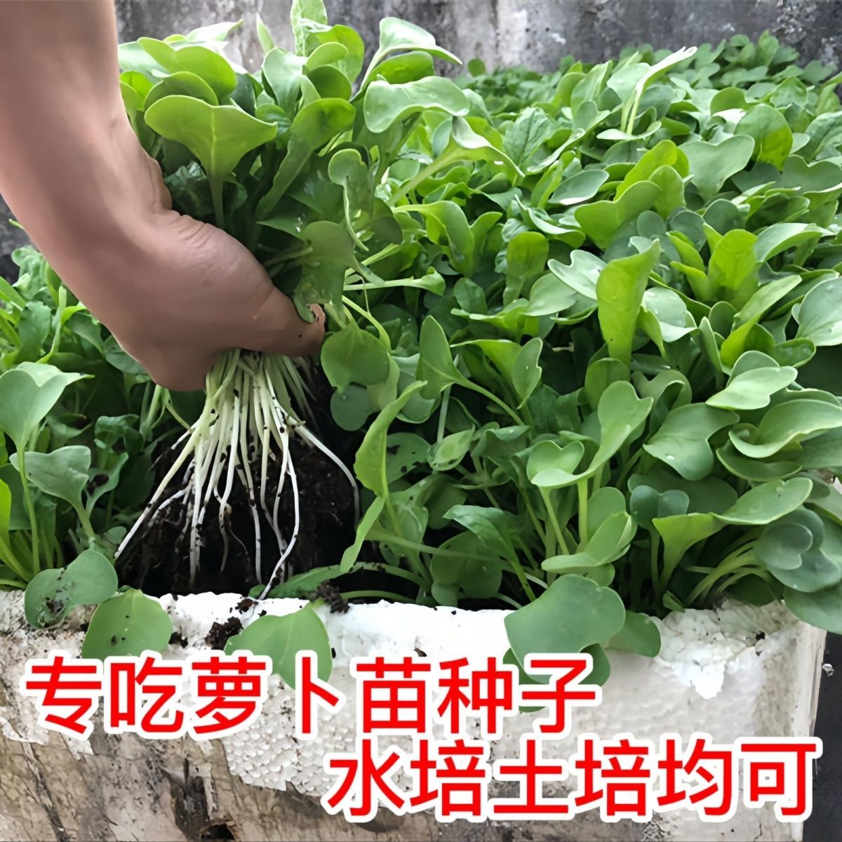 四季速生七天可吃萝卜苗菜娃娃菜种子水培有机菜种籽蔬菜种子