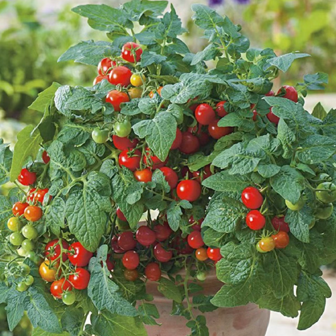 【矮生盆栽番茄种子】阳台蔬菜可观赏食用小樱桃番茄种子简单红色